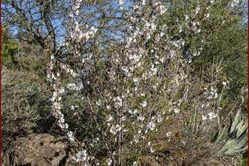 Manto de tonos blancos y rosas en Gran Canaria (Reportaje gráfico de Ildefonso Rodríguez)